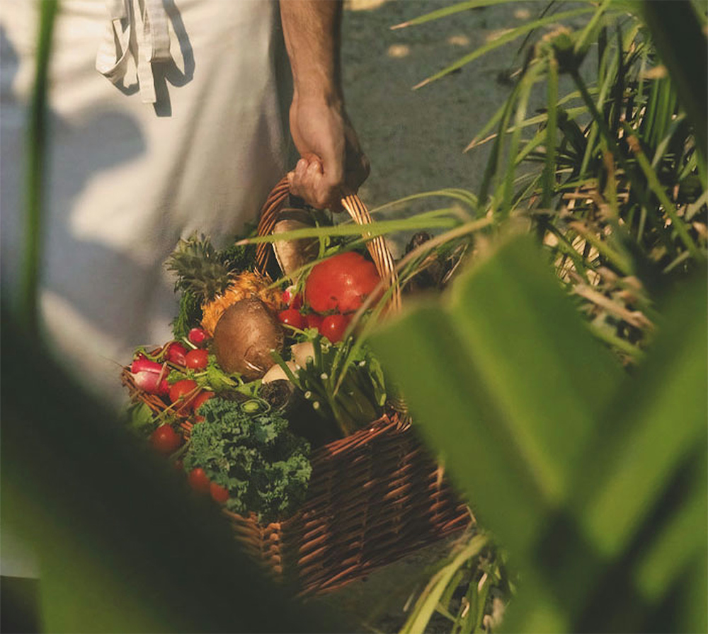 Fresh produce harvested in a basket
