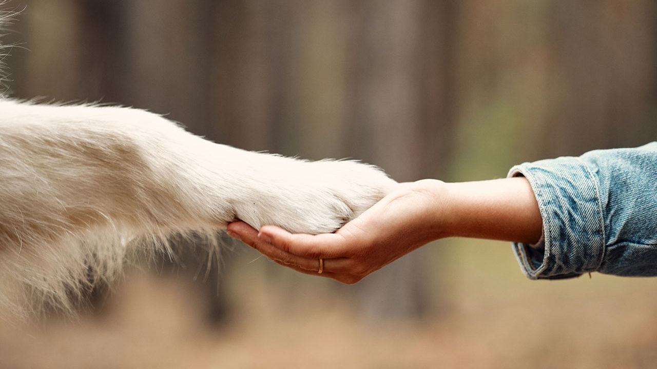 Hands holding an animal paw